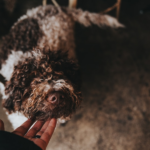 Bichon Frisé Poodle Mix