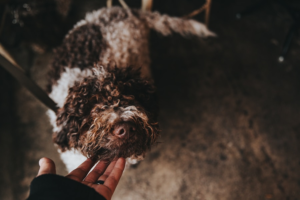 Bichon Frisé Poodle Mix