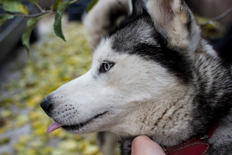 The Ultimate Guide to Raising Happy and Healthy Husky Mix Pitbull Puppies!