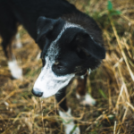 Blue Heeler and Aussie Mix