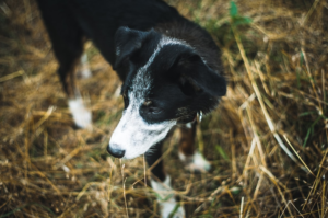 Blue Heeler and Aussie Mix