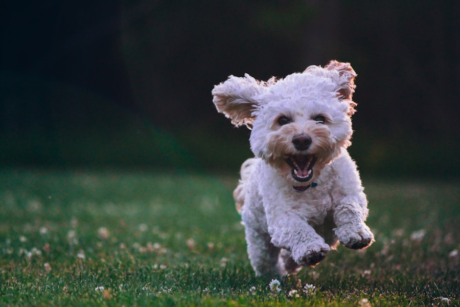 Your dog has eaten chicken bones? A Cautionary Tale for Dog Owners